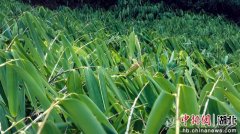 “标准制定过程中广泛征求了企业、农户、行业